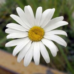 Leucanthemum maximum Etoile d'Anvers - Margriet