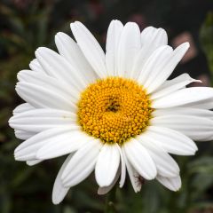 Leucanthemum superbum Becky - Tuinmargriet