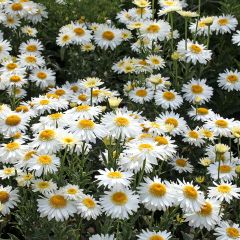 Leucanthemum superbum Real Glory - Tuinmargriet