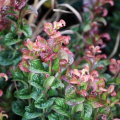 Leucothoe axillaris Curly Red - Druifheide