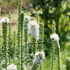 Liatris spicata Floristan White - Knopige slangenwortel