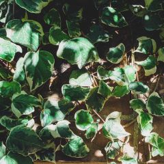 Hedera Marginata Elegantissima - Klimop