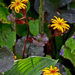 Ligularia dentata Britt-Marie Crawford - Kruiskruid