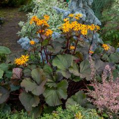 Ligularia dentata - Kruiskruid