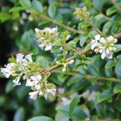 Ligustrum delavayanum - Yunnanliguster