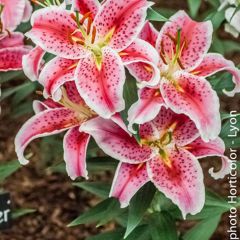 Lilium Stargazer - Oriëntaalse lelie