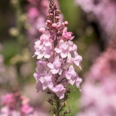 Linaria purpurea Canon J. Went - Vlasleeuwenbek