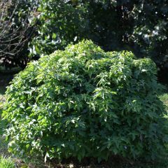 Liquidambar styraciflua Gum Ball - Amberboom