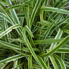 Liriope muscari Gold Banded - Leliegras