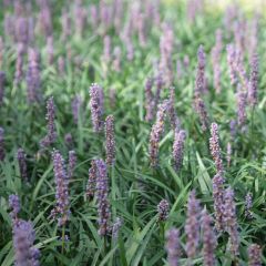 Liriope muscari Ingwersen - Leliegras