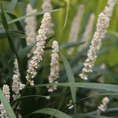 Liriope muscari Monroe White - Leliegras