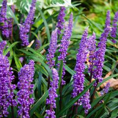 Liriope muscari - Leliegras