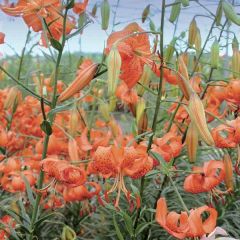 Lilium lancifolium splendens - Tijgerlelie