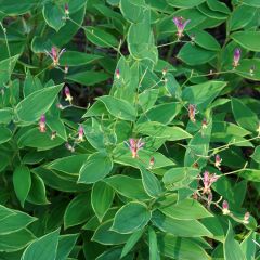 Tricyrtis hirta Albomarginata - Paddenlelie