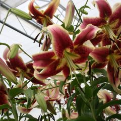Lilium Scheherazade - Oriëntaalse trompetlelie