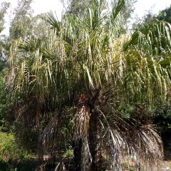 Livistona benthamii - Waaierpalm