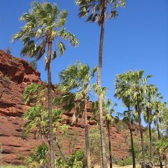 Livistona mariae - Waaierpalm
