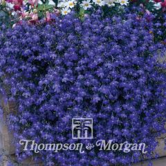 Lobelia erinus pendula Monsoon (zaad) - Hanglobelia