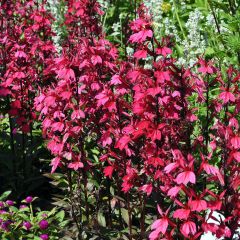 Lobelia speciosa Russian Princess - Scharlaken lobelia