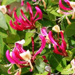 Lonicera periclymenum Fragrant Cloud - Wilde kamperfoelie