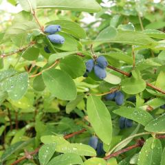 Lonicera caerulea kamtchatica - Honingbes