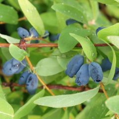 Lonicera kamtschatica Sweet Myberry - Honingbes