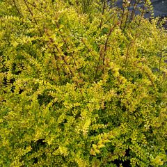 Lonicera nitida Baggesen's Gold - Chinese kamperfoelie