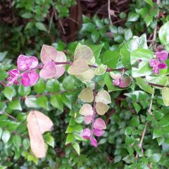 Lonicera nitida Red Tips - Chinese kamperfoelie