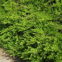 Lonicera pileata - Dooskamperfoelie