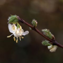Lonicera purpusii Winter Beauty - Winterkamperfoelie