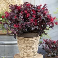 Loropetalum chinense Ever Red - Chinese franjeboom