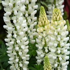 Lupinus polyphyllus Noble Maiden - Lupine