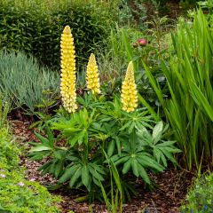 Lupinus Chandelier - Lupine