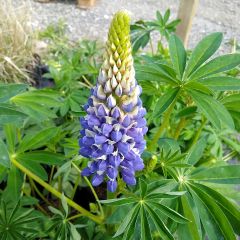 Lupinus The Governor - Lupine