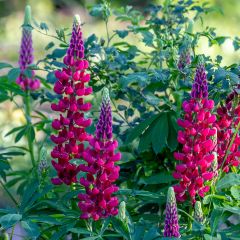 Lupinus My Castle rood - Lupine