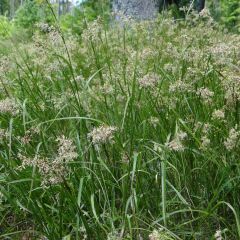 Luzula sylvatica - Grote veldbies