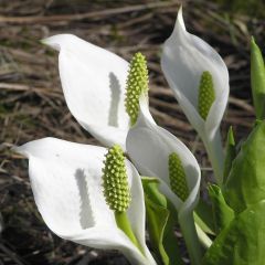 Lysichiton camtschatcensis - Moerasaronskelk