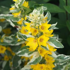 Lysimachia punctata Alexander - Puntwederik