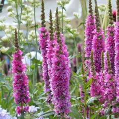 Lythrum salicaria Robert - Grote kattenstaart