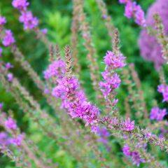 Lythrum salicaria Swirl - Grote kattenstaart
