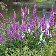 Lythrum salicaria The Beacon - Grote kattenstaart