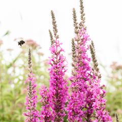 Lythrum virgatum Dropmore Purple - Roedekattenstaart