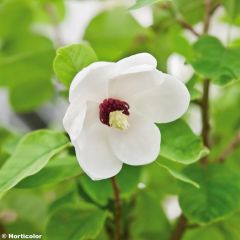 Magnolia sieboldii - Beverboom