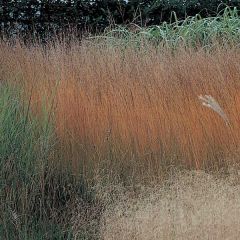 Molinia caerulea ssp caerulea Heidebraut - Pijpenstrootje
