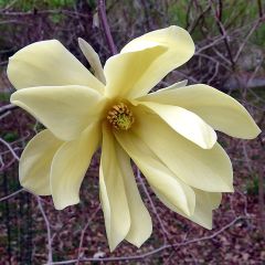Magnolia stellata Gold Star - Stermagnolia