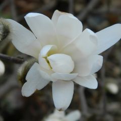 Magnolia denudata Double Diamond - Oosterse magnolia