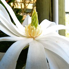 Magnolia stellata Royal Star - Stermagnolia