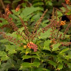 Mahonia nitens Cabaret - Mahonie