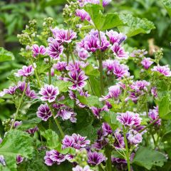 Malva sylvestris Zebrina Blue - Groot kaasjeskruid
