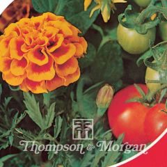 Afrikaantje - Tagetes patula Tomato Growing Secret (zaad)